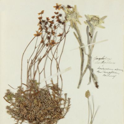 Herbarium of alpine plants.