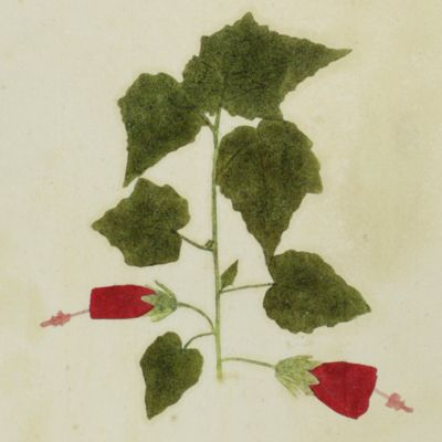 Botanica on originali seu herbarium. Plate 3 (written in pencil). <em>Hibiscus</em>.
