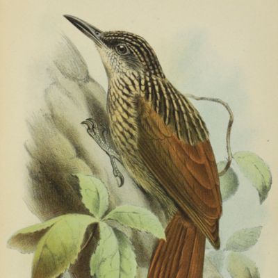 Catalogue of the birds in the collection of the British Museum. Volume XV [15]. Catalogue of the Passeriformes, or perching birds, in the collection of the British Museum. Tracheophonae, or the families Dendrocolaptidae, Formicariidae, Conopophagidae, and Pteroptochidae.
