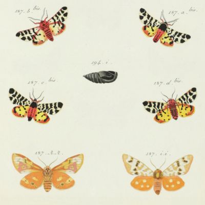 Papillons d'Europe, peints d'apres nature par M. Ernst gravés et coloriés sous sa direction. [Unpublished supplement plates].