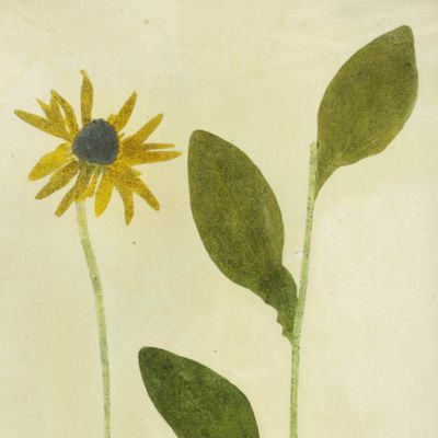 image for Botanica on originali seu herbarium. Plate 16 (written in pencil). <em>Rudbeckia.</em>
