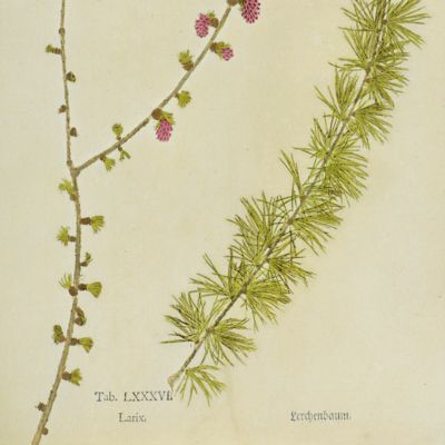 Botanica on originali seu herbarium. Plate 18 (written in pencil). <em>Larix.</em>Lerchenbaum.