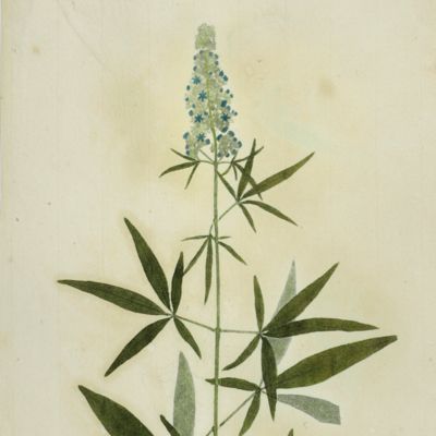 image for Botanica on originali seu herbarium. Plate 33 (written in pencil). <em>Vitex.</em>