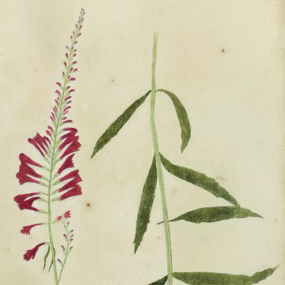 Botanica on originali seu herbarium. Plate 36 (written in pencil). <em>Dracocephalum.</em>