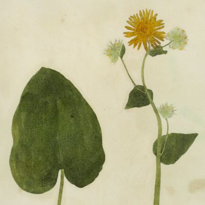 image for Botanica on originali seu herbarium. Plate 37 (written in pencil). <em>Doronicum.</em>