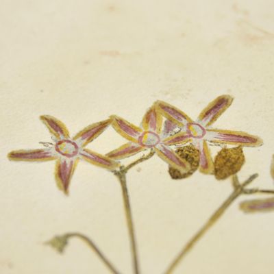 image for Botanica on originali seu herbarium. Plate 38 (written in pencil). <em>Periploca.</em>