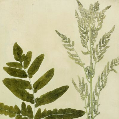 image for Botanica on originali seu herbarium. Plate 41 (written in pencil). <em>Osmunda.</em>