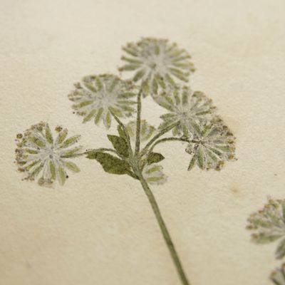 image for Botanica on originali seu herbarium. Plate 74 (written in pencil). <em>Astrantia.</em>