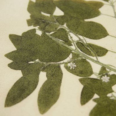 Botanica on originali seu herbarium. Plate 83 (written in pencil). <em>Clutia.</em>