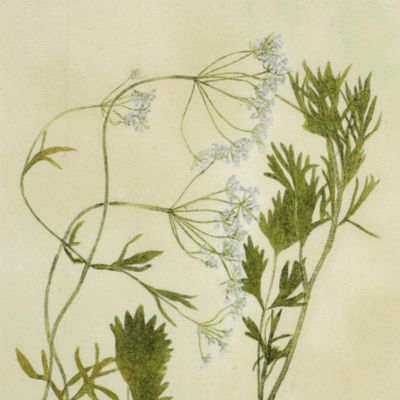 image for Botanica on originali seu herbarium. Plate 86 (written in pencil). <em>Pimpinella.</em>