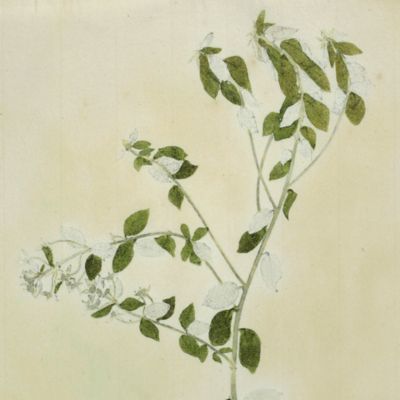 Botanica on originali seu herbarium. Plate 91 (written in pencil). <em>Phylica.</em>