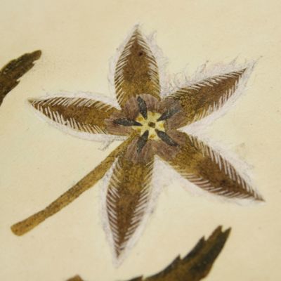 image for Botanica on originali seu herbarium. Plate 92 (written in pencil). <em>Stapelia.</em>