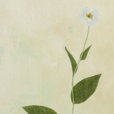image for Botanica on originali seu herbarium. Plate 93 (written in pencil). <em>Ranunculus.</em>