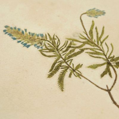 Botanica on originali seu herbarium. Plate 100 (written in pencil). <em>Lavandula.</em>
