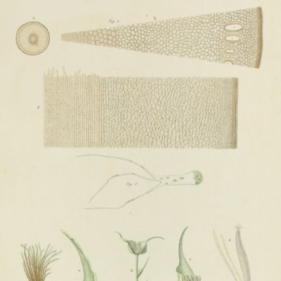 Voyage dans l'Amérique méridionale (le Brésil, la république orientale de l'Uruguay, la république Argentine, la Patagonie, la république du Chili, la république de Bolivia, la république du Perou). Exécuté dans le cours des années 1826, 1827, 1828, 1829, 1830, 1831, 1832 et 1833. Atlas. Botanique. Plate 3. <em>Macrocystis</em> <em>orbigniana</em> [AND] <em>Codium decumbeus</em> [AND] <em> Dicranum vaginatum</em> ?Hook.
