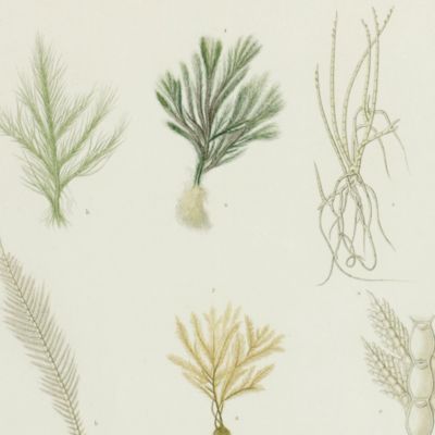 Voyage dans l'Amérique méridionale (le Brésil, la république orientale de l'Uruguay, la république Argentine, la Patagonie, la république du Chili, la république de Bolivia, la république du Perou). Exécuté dans le cours des années 1826, 1827, 1828, 1829, 1830, 1831, 1832 et 1833. Atlas. Botanique. Plate 4. <em> Conferva aculeata</em> Montag. [AND] <em>Sphacelaria callitricha</em> Ag. [AND] <em>Polysiphonia dendritica</em> Montag.