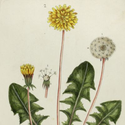 Botanica Pharmaceutica exhibens plantas officinalis quarum nomina indispensatoris recentur, cum Iconibus… Plate 2. <em>Leontodon Taraxacum.</em>