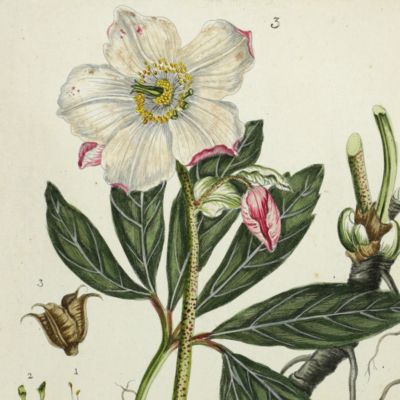 Botanica Pharmaceutica exhibens plantas officinalis quarum nomina indispensatoris recentur, cum Iconibus… Plate 3. <em>Helleborus niger.</em>