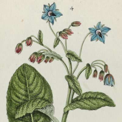 Botanica Pharmaceutica exhibens plantas officinalis quarum nomina indispensatoris recentur, cum Iconibus… Plate 4. <em>Borago officinalis.</em>
