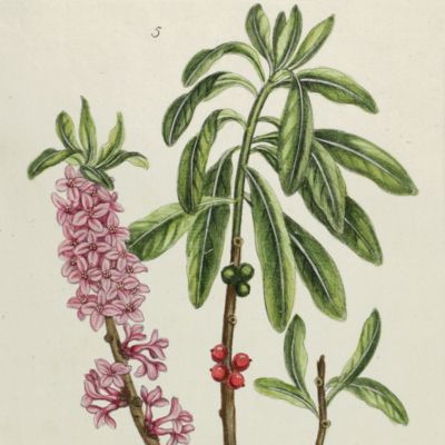 Botanica Pharmaceutica exhibens plantas officinalis quarum nomina indispensatoris recentur, cum Iconibus… Plate 5. <em>Daphne Mezereum.</em>