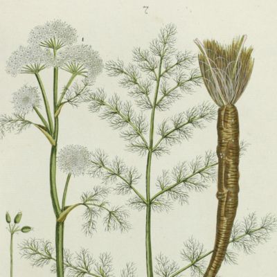 Botanica Pharmaceutica exhibens plantas officinalis quarum nomina indispensatoris recentur, cum Iconibus… Plate 7. <em>Aethusa Meum.</em>
