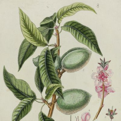 Botanica Pharmaceutica exhibens plantas officinalis quarum nomina indispensatoris recentur, cum Iconibus… Plate 8. <em>Amygdalus communis.</em>