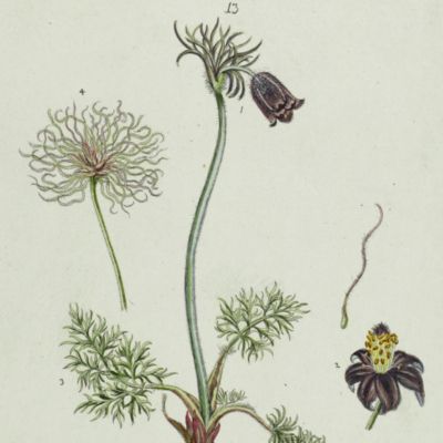 Botanica Pharmaceutica exhibens plantas officinalis quarum nomina indispensatoris recentur, cum Iconibus… Plate 13. <em> Anemone pratensis.</em>