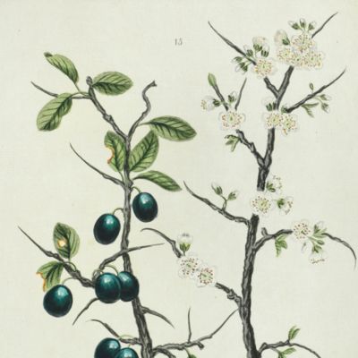 Botanica Pharmaceutica exhibens plantas officinalis quarum nomina indispensatoris recentur, cum Iconibus… Plate 15. <em>Prunus spinosa</em> L.<em></em>