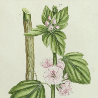 Botanica Pharmaceutica exhibens plantas officinalis quarum nomina indispensatoris recentur, cum Iconibus… Plate 17. <em>Althea officinalis</em>.<em></em>