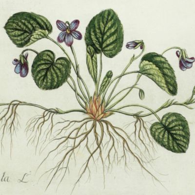 Botanica Pharmaceutica exhibens plantas officinalis quarum nomina indispensatoris recentur, cum Iconibus… Plate <em>19. Viola odorata</em>L.<em></em>