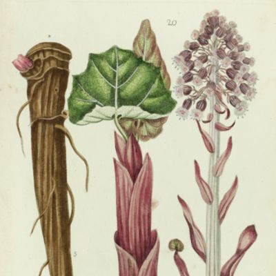 Botanica Pharmaceutica exhibens plantas officinalis quarum nomina indispensatoris recentur, cum Iconibus… Plate 20. <em>Tussilago petasites.</em>