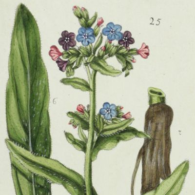 Botanica Pharmaceutica exhibens plantas officinalis quarum nomina indispensatoris recentur, cum Iconibus… Plate 25. <em>Anchusa officinalis</em>.<em></em>