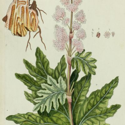Botanica Pharmaceutica exhibens plantas officinalis quarum nomina indispensatoris recentur, cum Iconibus… Plate 27. <em> Rheum Palmatum</em> L.<em></em>