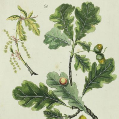 Botanica Pharmaceutica exhibens plantas officinalis quarum nomina indispensatoris recentur, cum Iconibus… Plate 66. <em>Quercus Robur.</em>