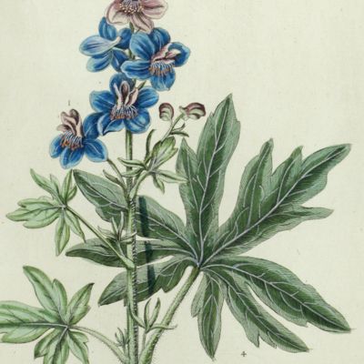 Botanica Pharmaceutica exhibens plantas officinalis quarum nomina indispensatoris recentur, cum Iconibus… Plate 70. <em>Delphinium Staphisagria.</em>