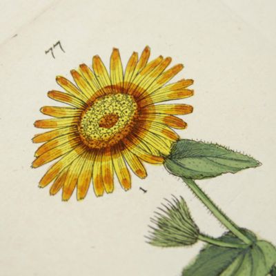 image for Botanica Pharmaceutica exhibens plantas officinalis quarum nomina indispensatoris recentur, cum Iconibus… Plate 77. <em>Doronicum pardalianches</em>.<em></em>