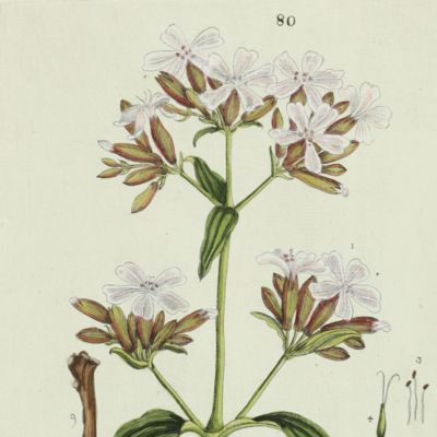 Botanica Pharmaceutica exhibens plantas officinalis quarum nomina indispensatoris recentur, cum Iconibus… Plate 80. <em>Saponaria officinalis.</em>