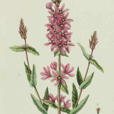 Botanica Pharmaceutica exhibens plantas officinalis quarum nomina indispensatoris recentur, cum Iconibus… Plate 83. <em> Lythrum Salicaria</em>.<em></em>
