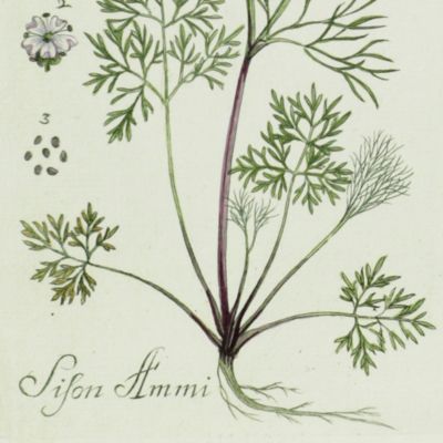 Botanica Pharmaceutica exhibens plantas officinalis quarum nomina indispensatoris recentur, cum Iconibus… Plate 84. <em>Sifon Ammi.</em>