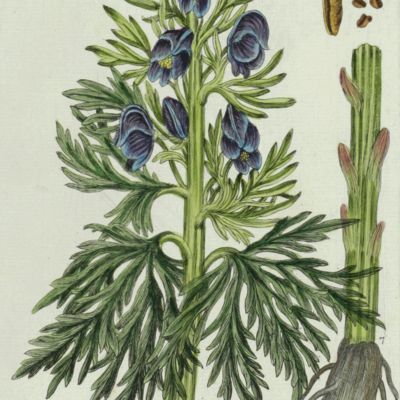 Botanica Pharmaceutica exhibens plantas officinalis quarum nomina indispensatoris recentur, cum Iconibus… Plate 99. <em>Aconitum Napellus</em>.<em></em>