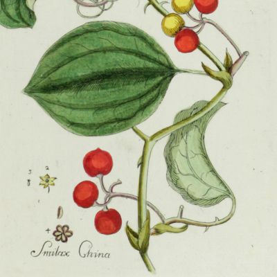 Botanica Pharmaceutica exhibens plantas officinalis quarum nomina indispensatoris recentur, cum Iconibus… Plate 230. <em>Smilax China.</em>