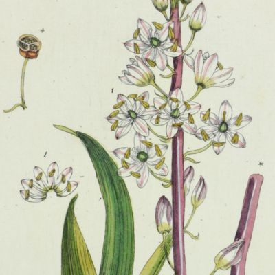 Botanica Pharmaceutica exhibens plantas officinalis quarum nomina indispensatoris recentur, cum Iconibus… Plate 234. <em>Scilla maritima.</em>