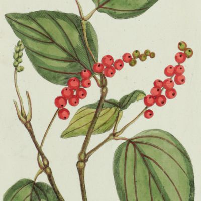 Botanica Pharmaceutica exhibens plantas officinalis quarum nomina indispensatoris recentur, cum Iconibus… Plate 237. <em>Piper nigrum</em>.<em></em>