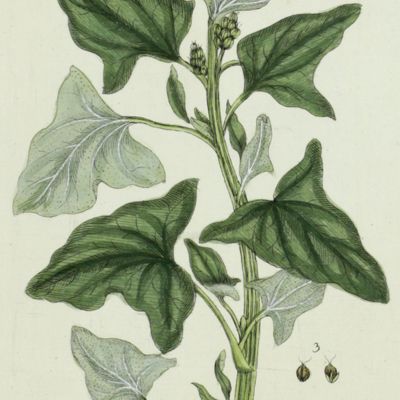 Botanica Pharmaceutica exhibens plantas officinalis quarum nomina indispensatoris recentur, cum Iconibus… Plate 241. <em>Chenopododium bonus henricus.</em>