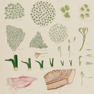 The causes of fluctuations in turgescence in the motor organs of leaves. [AND] A new and parasitic species of <em>Choanephora</em>.