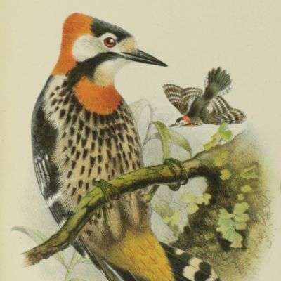 Catalogue of the birds in the collection of the British Museum. Volume XVIII [18]. Catalogue of the Picariae in the Collection of the British Museum. Scansores, containing the family Picidae.