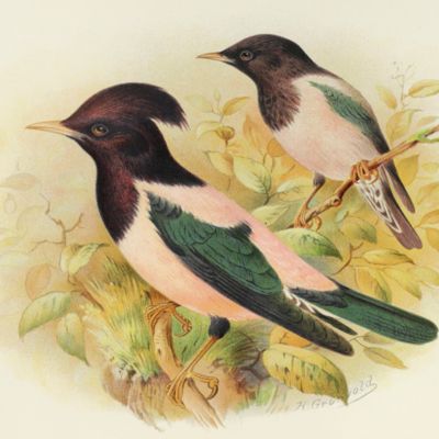 Birds of Great Britain and Ireland. Order Passeres, complete in two volumes.