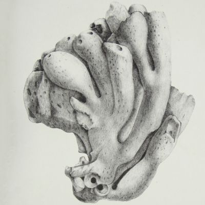 Courtiller, A. - Éponges fossiles des - Antiquariaat Schierenberg
