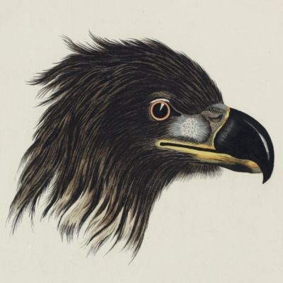 image for Nederlandsche vogelen; volgens hunne huishouding, aert, en eigenschappen beschreeven. <em>Falco leucocephalus</em> <em>hornotinus</em>.