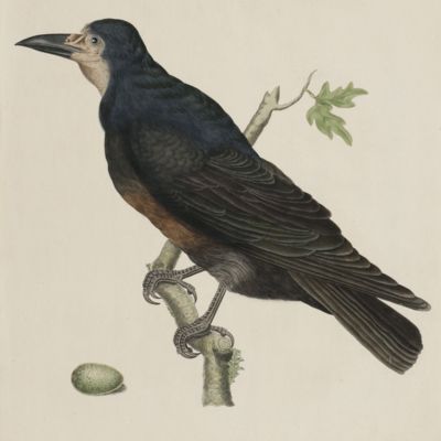 image for Nederlandsche vogelen; volgens hunne huishouding, aert, en eigenschappen beschreeven. C<em>orvus frugilegus</em>.
